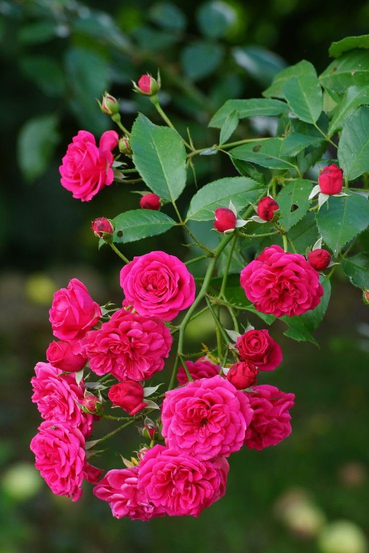 Elegant Climbing Rose Flower Seeds