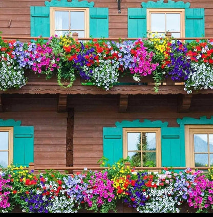 Mix Colour Morning Glory Mix Flower Seeds For Home Garden