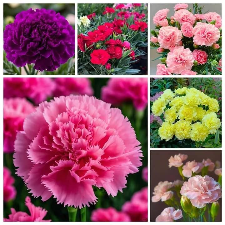 Carnation Seeds (Free Pot Mixture 100 gm)