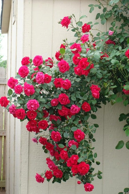 Elegant Climbing Rose Flower Seeds