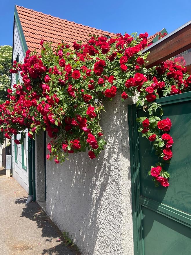 Elegant Climbing Rose Flower Seeds